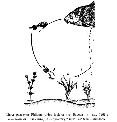 Цикл развития Philometroides lusiana