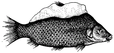 Карп, пораженный сапролегнией