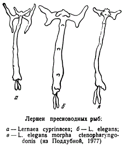Лернеи пресноводных рыб
