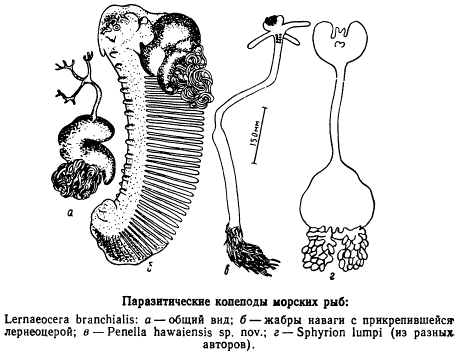 Паразитические копеподы морских рыб