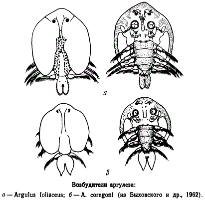 Возбудители аргулеза