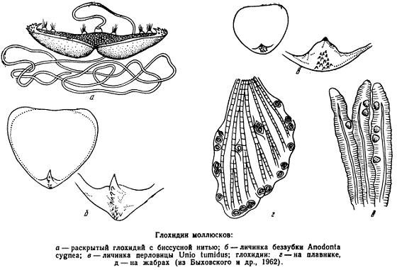 Глохидий беззубки. Глохидии личинки беззубки. Глохидий личинка моллюсков. Строение глохидий беззубки.