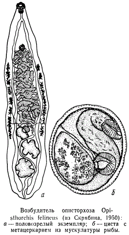 Возбудитель описторхоза