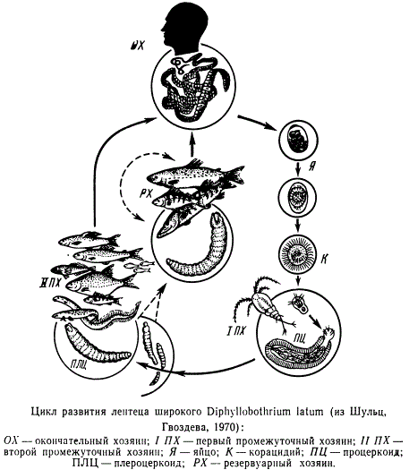 Цикл развития лентеца широкого Diphyllobothrium latum (возбудителя дифиллоботриоза)