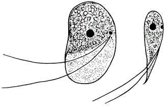 Возбудитель костиоза рыб Costia necatrix
