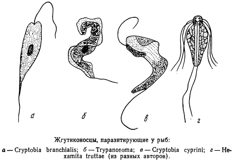 Жгутиконосцы, паразитирующие у рыб
