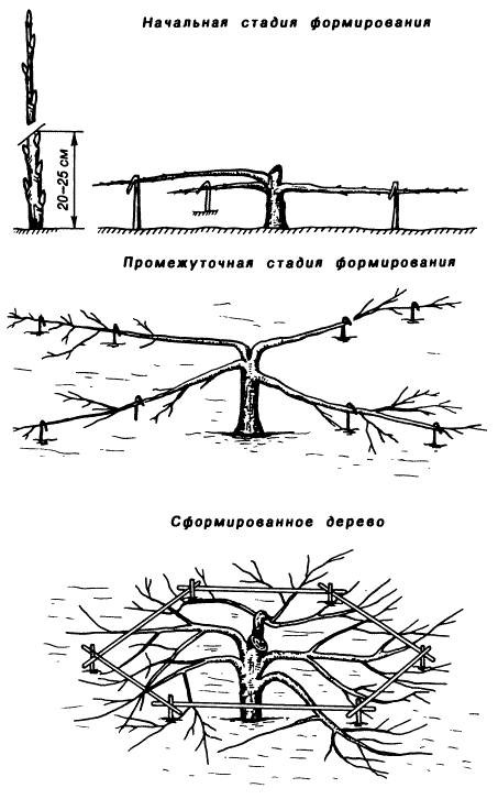 Формирование стелющейся (стланцевой) кроны яблони. Арктическая форма