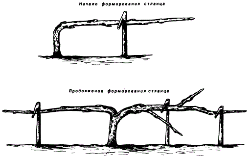 Формирование стелющейся (стланцевой) кроны яблони. Бахчево-стелющаяся форма