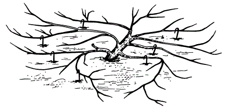 Тарелочно-кустовидная (северная) стелющаяся форма кроны яблони