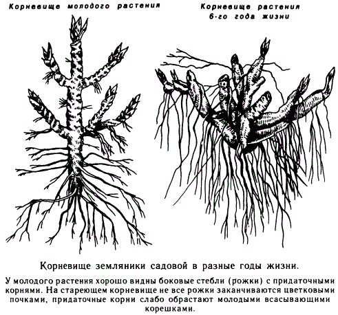 Корневище земляники садовой в разные годы жизни