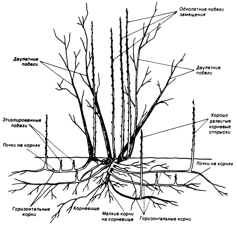 Строение куста малины