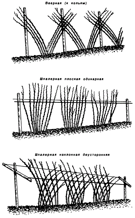 Способы подвязки плодоносящих побегов малины