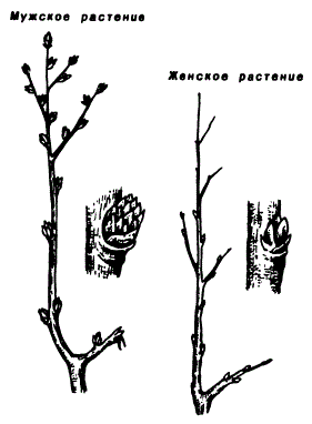 Определение пола растений облепихи по почкам