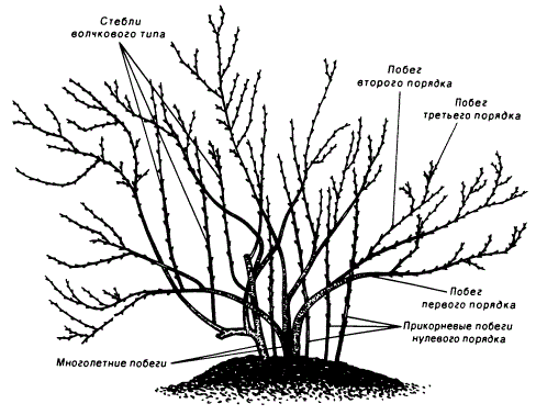 Сформированный куст черной смородины с преобладанием наиболее продуктивных 2-3-летних побегов