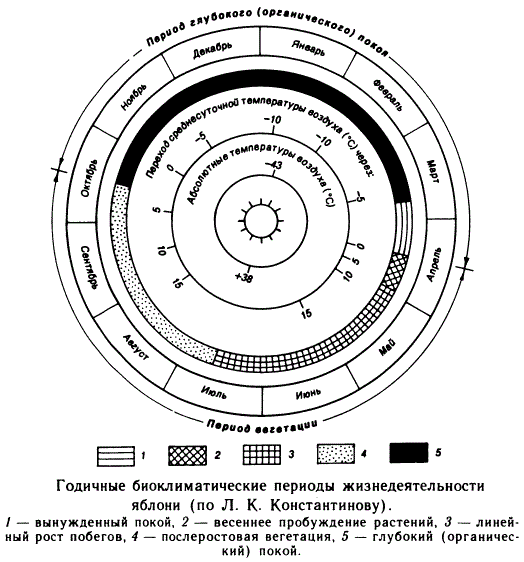 Годичные биоклиматические периоды жизнедеятельности яблони (по Л.К. Константинову)