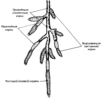 Корни плодовых растений (на примере яблони)