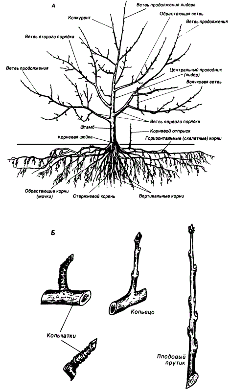 Строение плодового дерева (А) и типы плодовых образований (Б) (на примере яблони)