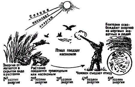 Промежуточные хозяева солнечной энергии