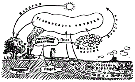 Круговорот углерода в природе