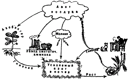 Круговорот азота в природе