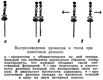 Воспроизведение хромосом и генов при клеточном делении