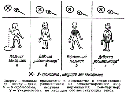 Наследование гемофилии (кровоточивости)