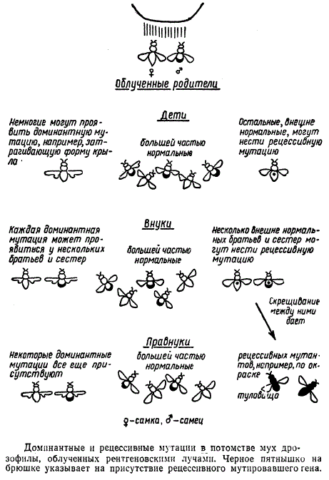 Таблица сравнения нормальных и мутантных форм дрозофил. Доминантные и рецессивные мутации. Мутации дрозофилы. Рентгеновские лучи и мутации. Доминантные и рецессивные генные мутации.
