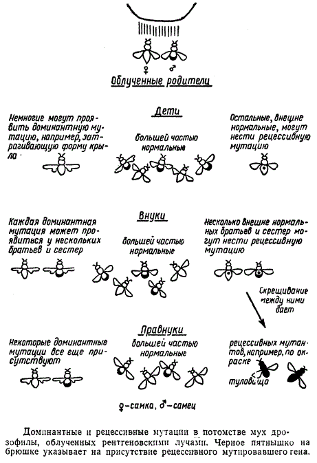 Доминантные и рецессивные мутации мух дрозофилы