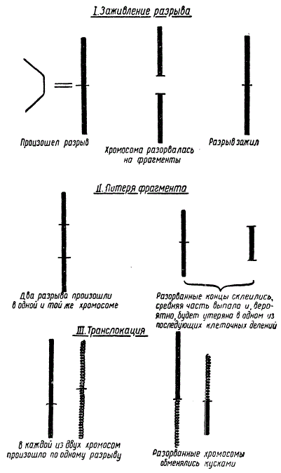 Разрывы хромосом под влиянием рентгеновских лучей и некоторые из их последствий