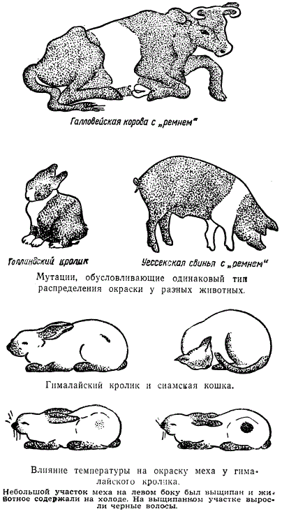 Мутации, обуславливающие распределение окраски по телу
