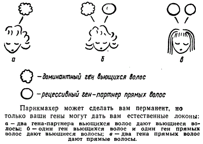 Пример доминантных и рецессивных генов человека