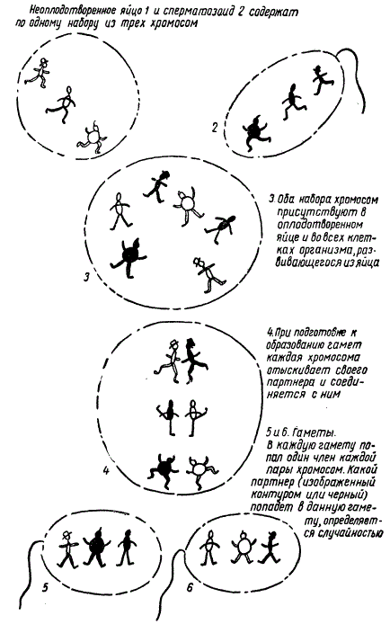 Танец хромосом у организма с тремя парами хромосом
