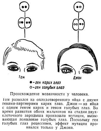 Происхождение мозаичности у человека