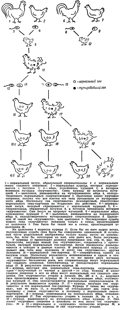 Родословная семьи кур, в которой возникла доминантная мутация "курчавости"
