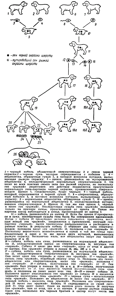 Родословная семьи черных спаниелей, в которой возникла рецессиная мутация рыжей окраски шерсти