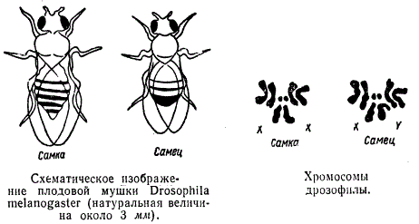 Пол у птиц хромосомы