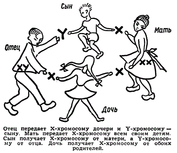 Передача половых хромосом от родителей детям