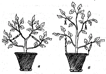 Пригибание (а) и стягивание (б) побегов лимона до их одревеснения