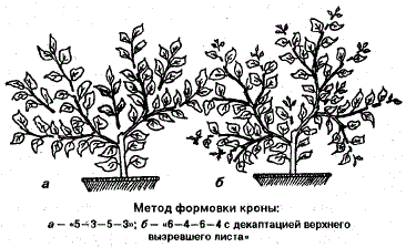 Метод формовки кроны лимона