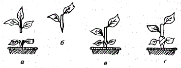 Прививка лимона. а - срез верхушки сеянца и расщепление стволика; б - срез у черенка на "клин"; в - совмещение привоя и подвоя; г - бинтование прививки