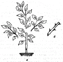 Подготовка растения лимона к окулировке. а - прищипывание верхушки и удаление боковых почек; б - подготовленный черенок