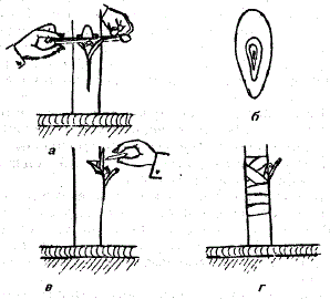 Окулировка лимона. а - надрез коры сеянца; б - срез щитка с глазком; в - совмещение привоя и подвоя; г - бинтование прививки