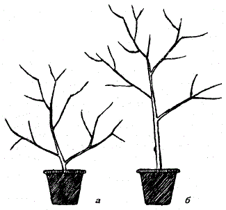 Форма кроны. а - кустовая; б - штамбовая