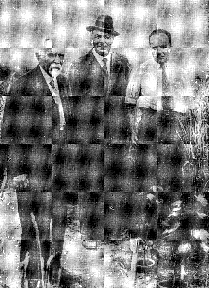 Д.Н. Прянишников, Н.И. Вавилов и И.И. Туманов в питомнике ВИРа в г. Пушкине (1939 год)