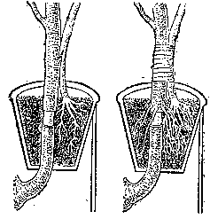 Окоренение окольцованной ветки лимона с привитым к ней сеянцем лимона