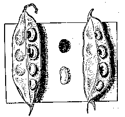 Между развернутыми бобами —  черное семя фасоли «золотая гора» и светлое семя «джаент зеленостручный». В развернутых стручках — семена вегетативного гибрида между черной и желтой фасолью.