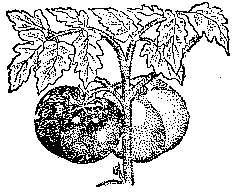 Плоды помидора различной окраски на одном кусте