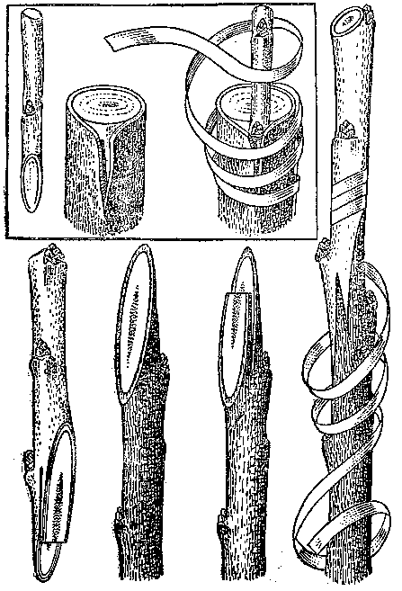 Вверху - прививка черенком за кору, внизу - прививка копулировкой