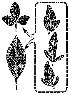 Вверху слева — лист трифолиаты (подвой). Внизу слева — лист мандарина «уншиу» (привой). Справа изображено несколько листьев вегетативного гибрида между мандарином «уншиу» и трифолиатой.