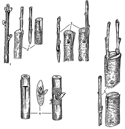 Типы прививок растений